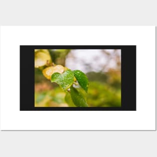 Early Autumn leaves Posters and Art